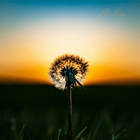 Dandelion | Boomplay Music