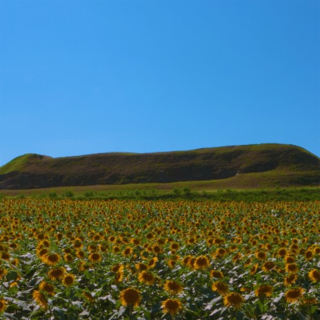 Flower Song | Boomplay Music