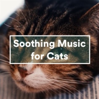 Soothing Music for Cats