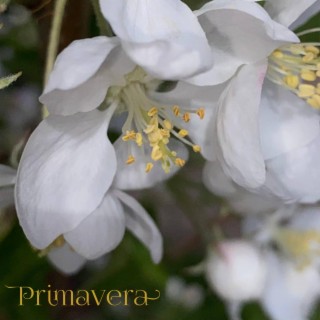 Primavera