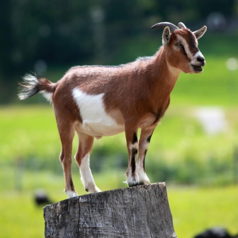 goat talk