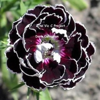 Dark Carnation