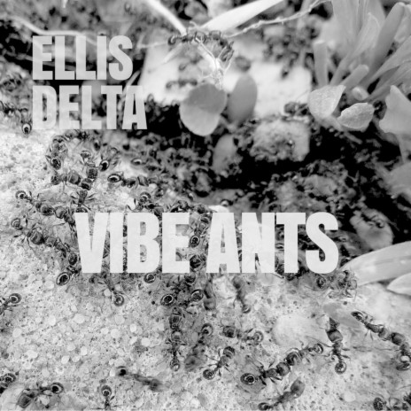 Vibe Ants