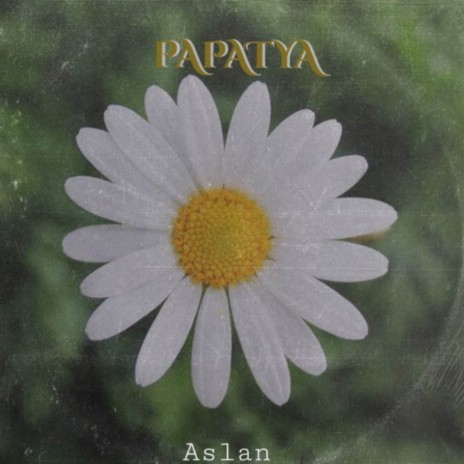 Papatya