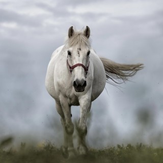 White horse