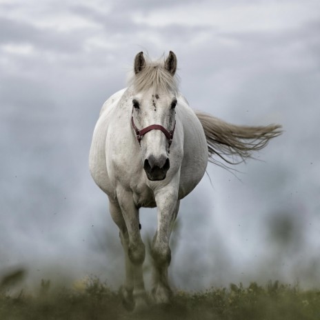 White horse | Boomplay Music