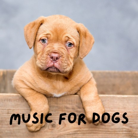 Pet Therapy ft. Calm Pets Music Academy, Music For Dogs & Music For Dogs Peace | Boomplay Music