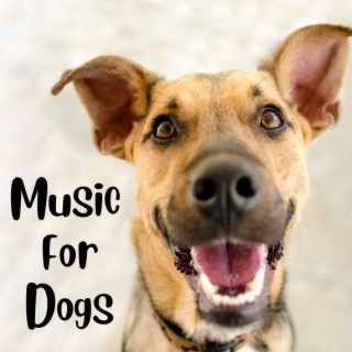 Music For Dogs