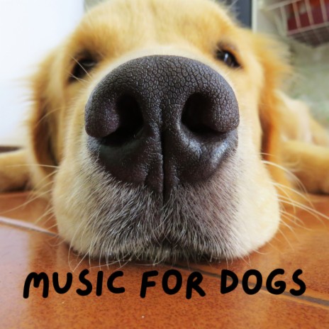 Music For Dog's Sleep ft. Calm Pets Music Academy, Music For Dogs & Music For Dogs Peace | Boomplay Music