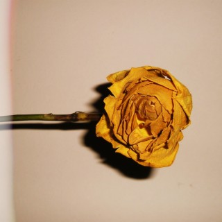 Yellow Roses