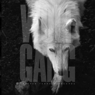 Wolf Gang