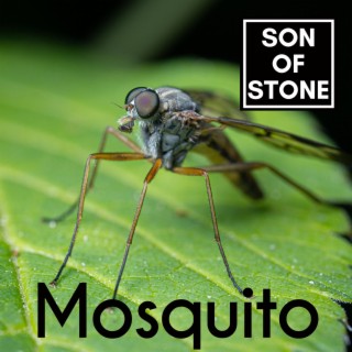 Mosquito lyrics | Boomplay Music