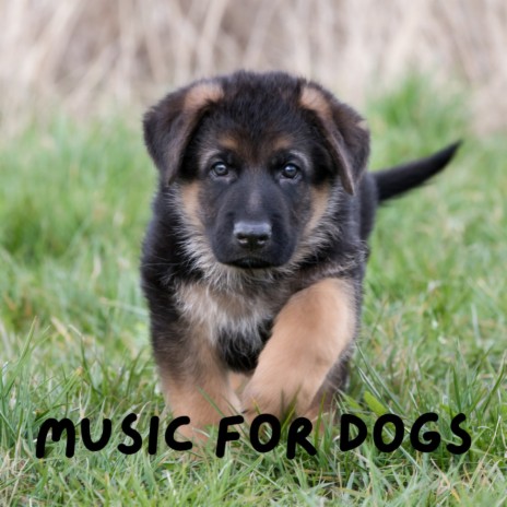 Sleepy Pup ft. Calm Pets Music Academy, Music For Dogs Peace & Music For Dogs | Boomplay Music