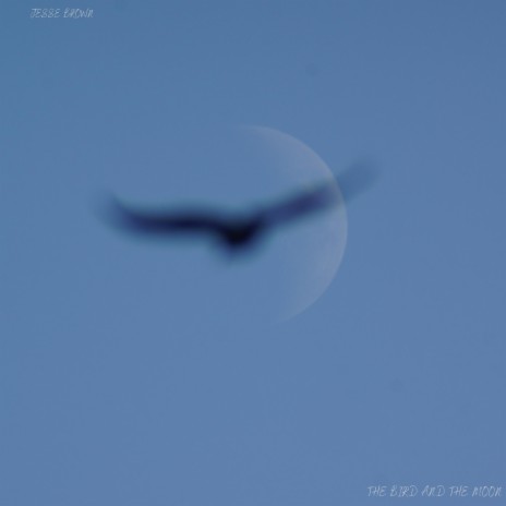 The Bird and the Moon | Boomplay Music