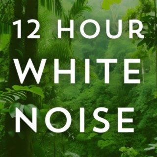 Rain White Noise 12 Hours