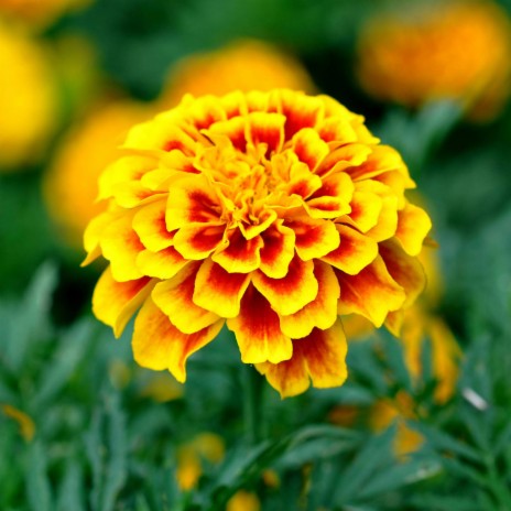 Marigold