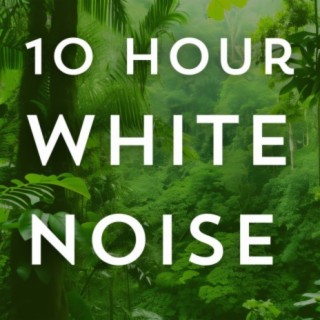 Rain White Noise 10 Hours