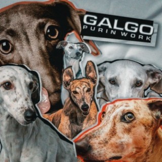 Galgo