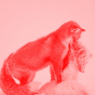 red fox