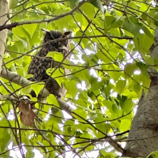 Burrowing Owl