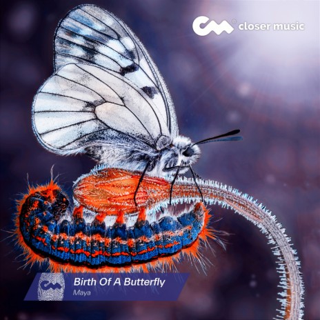 Birth of a Butterfly (Instrumental)