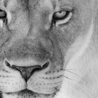 Lioness