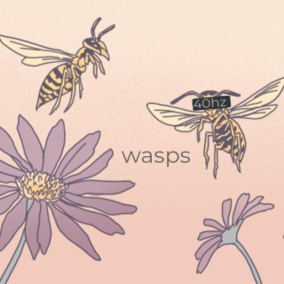 wasps