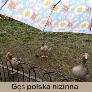 Gęś polska nizinna