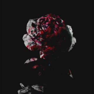 Bleeding Roses