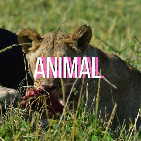 Animal (Instrumental)