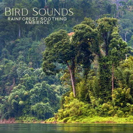 Bird Sounds ft. New Age Naturist & Birds From Nowhere | Boomplay Music