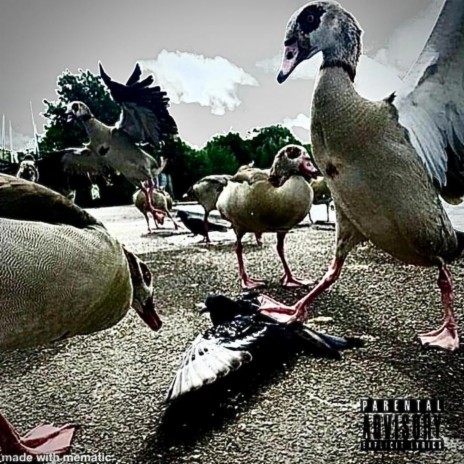 Hello Pigeon | Boomplay Music