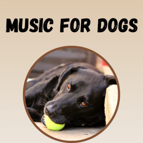 Doggy Spa Music ft. Calm Pets Music Academy, Music For Dogs Peace & Music For Dogs | Boomplay Music