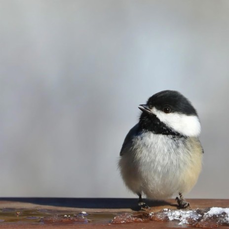 chickadee | Boomplay Music