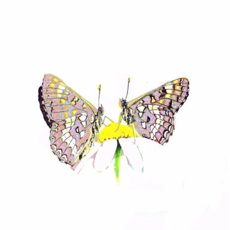 Schmetterlinge | Boomplay Music