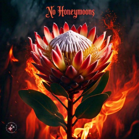 No Honeymoons | Boomplay Music