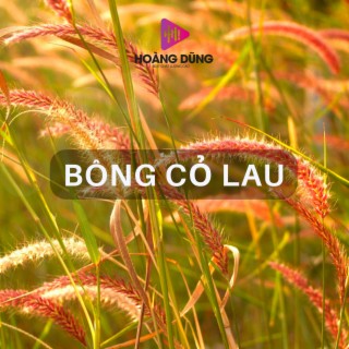 Bông Cỏ May