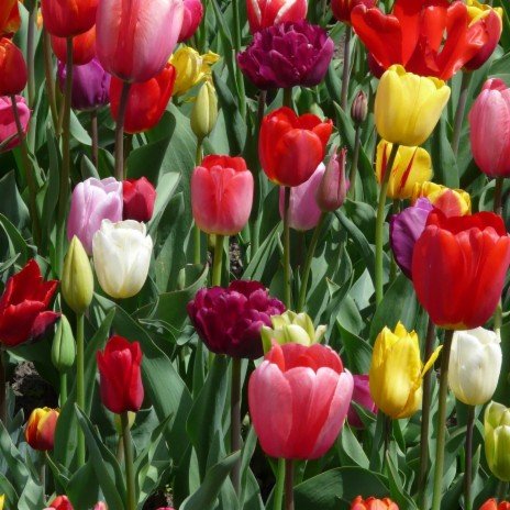 tulips ft. p0wder