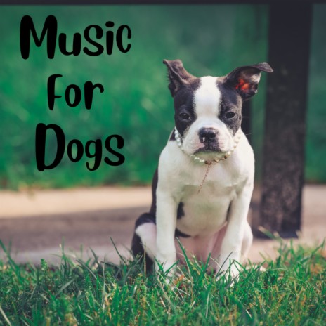 Meditating Sleep ft. Relaxing Puppy Music, Calm Pets Music Academy & Music For Dogs Peace | Boomplay Music