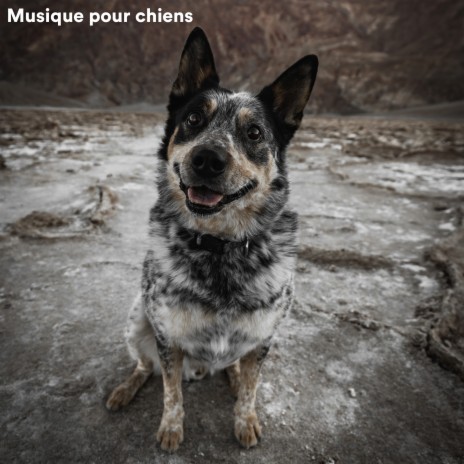 Inner Voicings ft. Musique Relaxante pour Chiens & Dog Music Club
