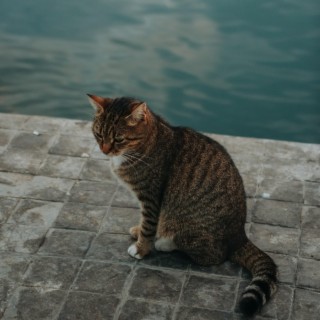 Epic Cats Hate Falling in Water