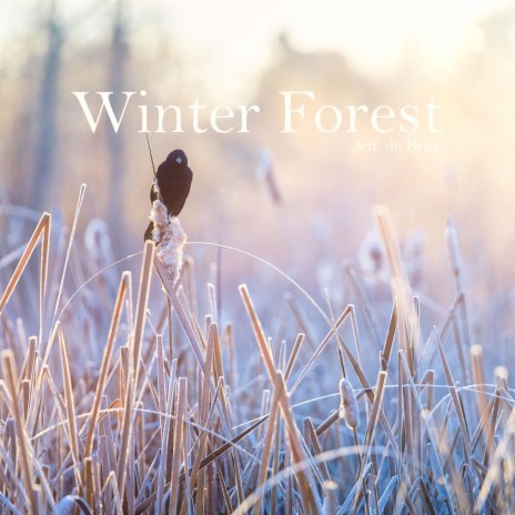 Winter Forest | Boomplay Music