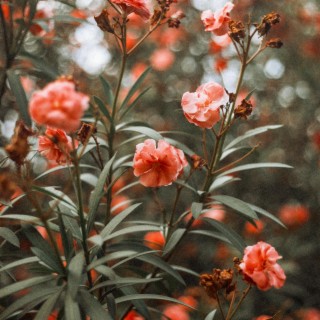 Flower Field