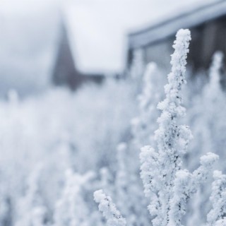 Winter Blossom