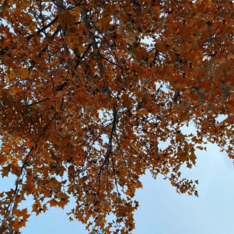 Otoño, más que una estación ft. belu | Boomplay Music