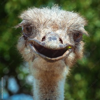 The North African Ostrich