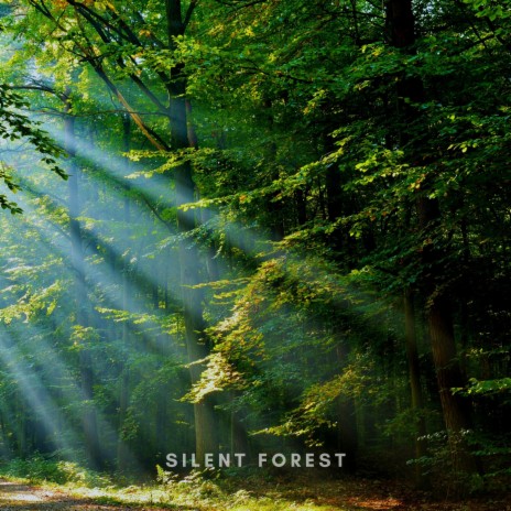 Calm Sounds Of The Forest ft. Nature Advisor & The Nature Soundscapes