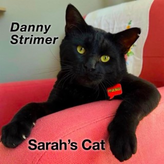 Sarah's Cat lyrics | Boomplay Music