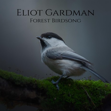 Forest Birdsong | Boomplay Music