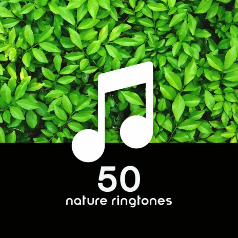 Pure Nature Ambiance | Boomplay Music